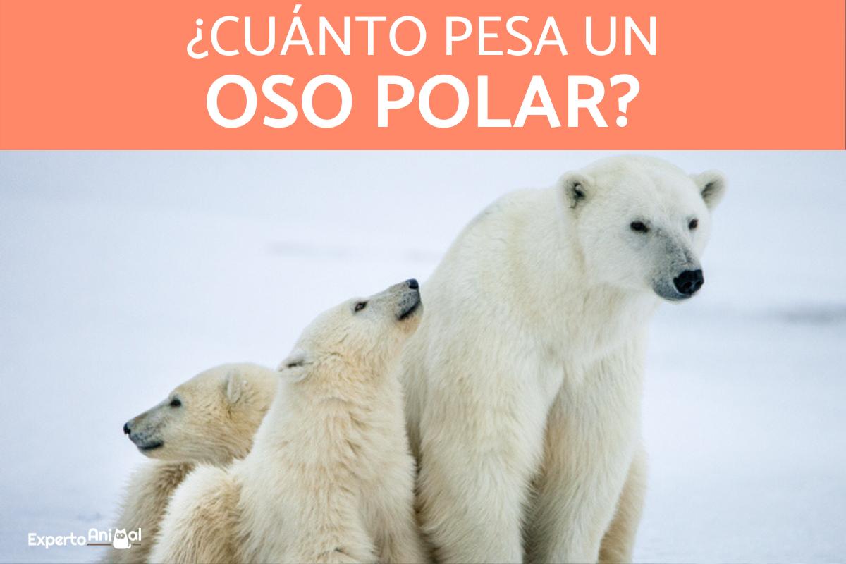 el peso de un oso polar