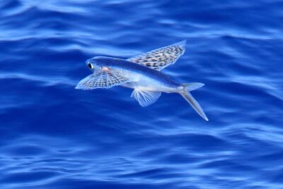 el pez volador el animal mas rapido del mar