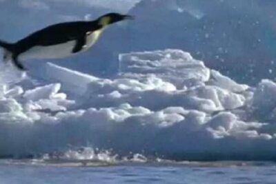 el pinguino es un ave pero no puede volar