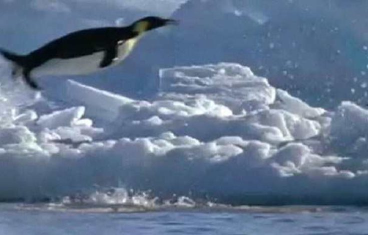 el pinguino es un ave pero no puede volar