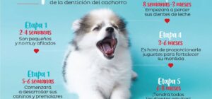 el proceso de cambio de dientes en los perros