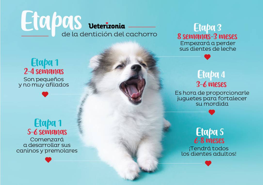 el proceso de cambio de dientes en los perros