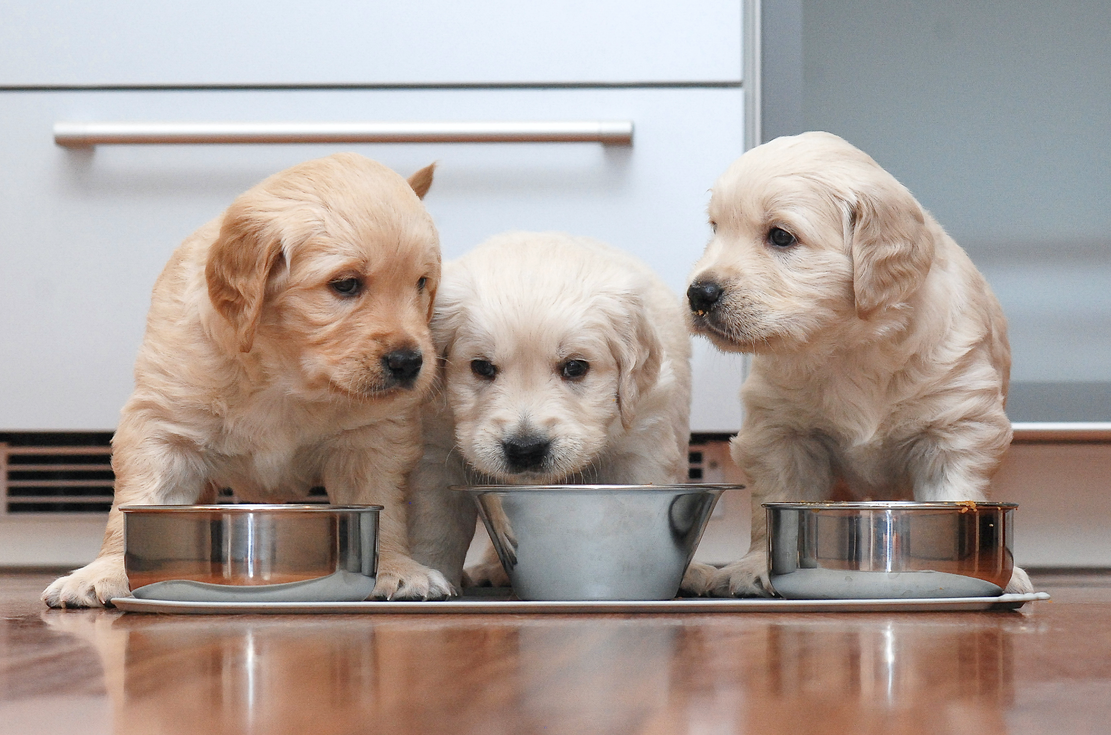 el proceso de destete en perros cachorros