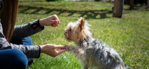 el proceso de educacion de un perro