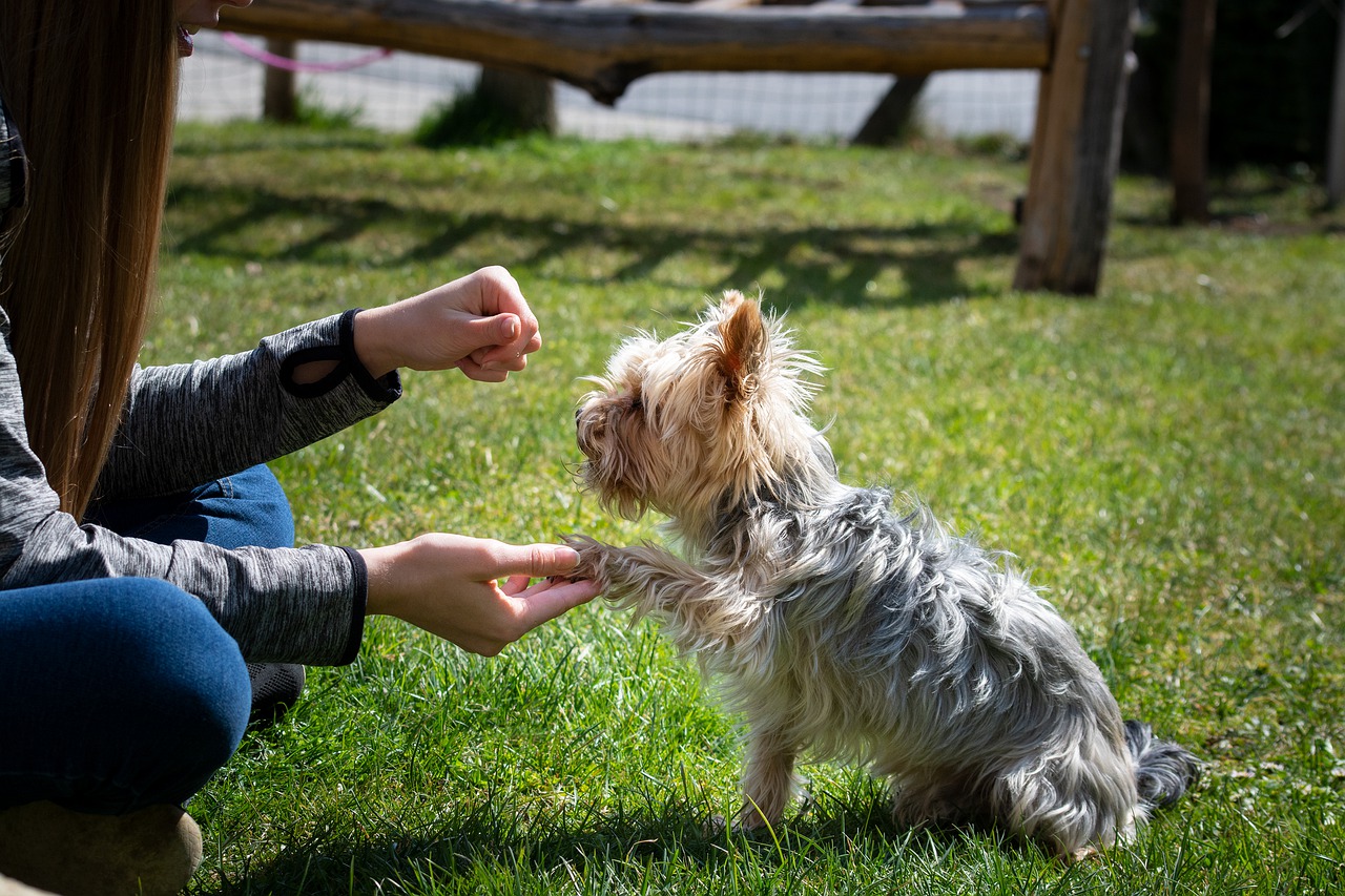 el proceso de educacion de un perro