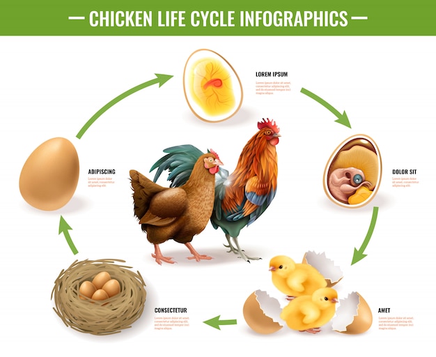 el proceso de formacion de un pollito