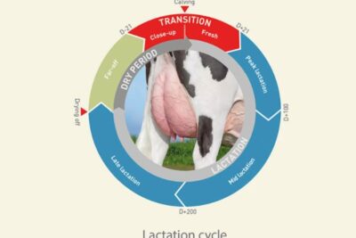 el proceso de lactancia en las vacas