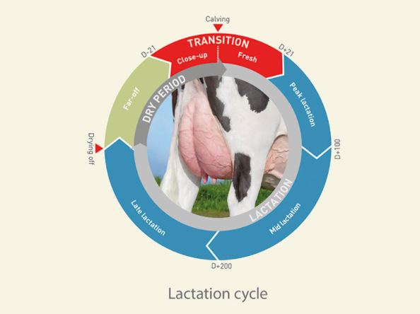 el proceso de lactancia en las vacas