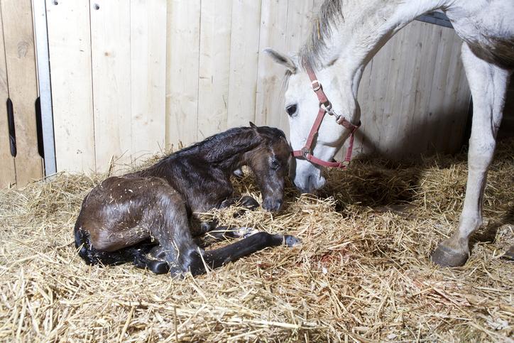 el proceso de reproduccion en los caballos