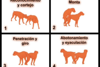 el proceso de reproduccion en los perros