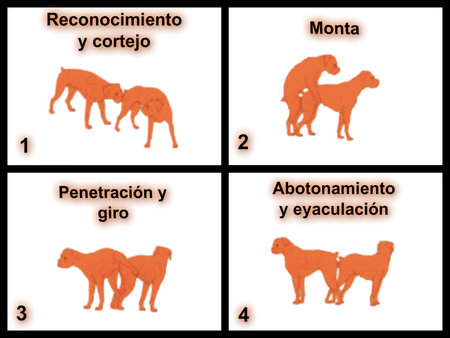 el proceso de reproduccion en los perros