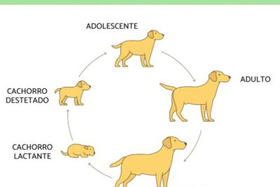 el proceso de reproduccion y nacimiento en los perros