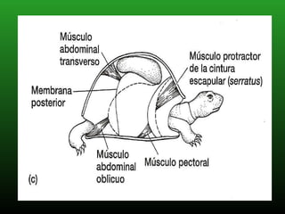 el proceso de respiracion en los reptiles