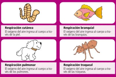 el proceso de respiracion pulmonar en los animales