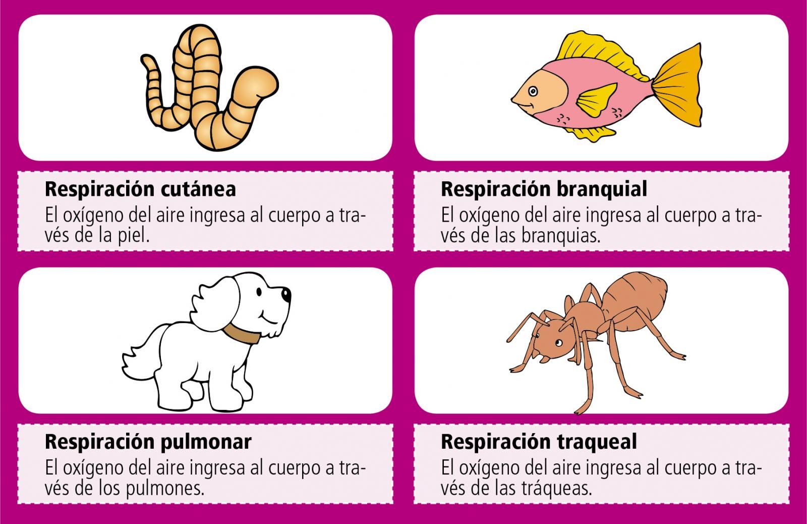 el proceso de respiracion pulmonar en los animales