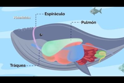 el respinamiento de las ballenas