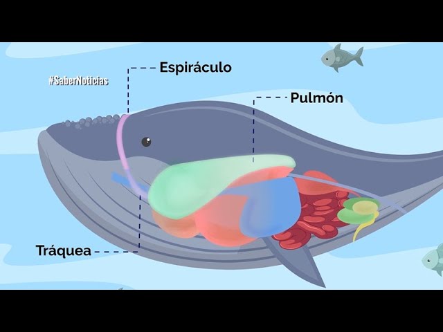 el respinamiento de las ballenas