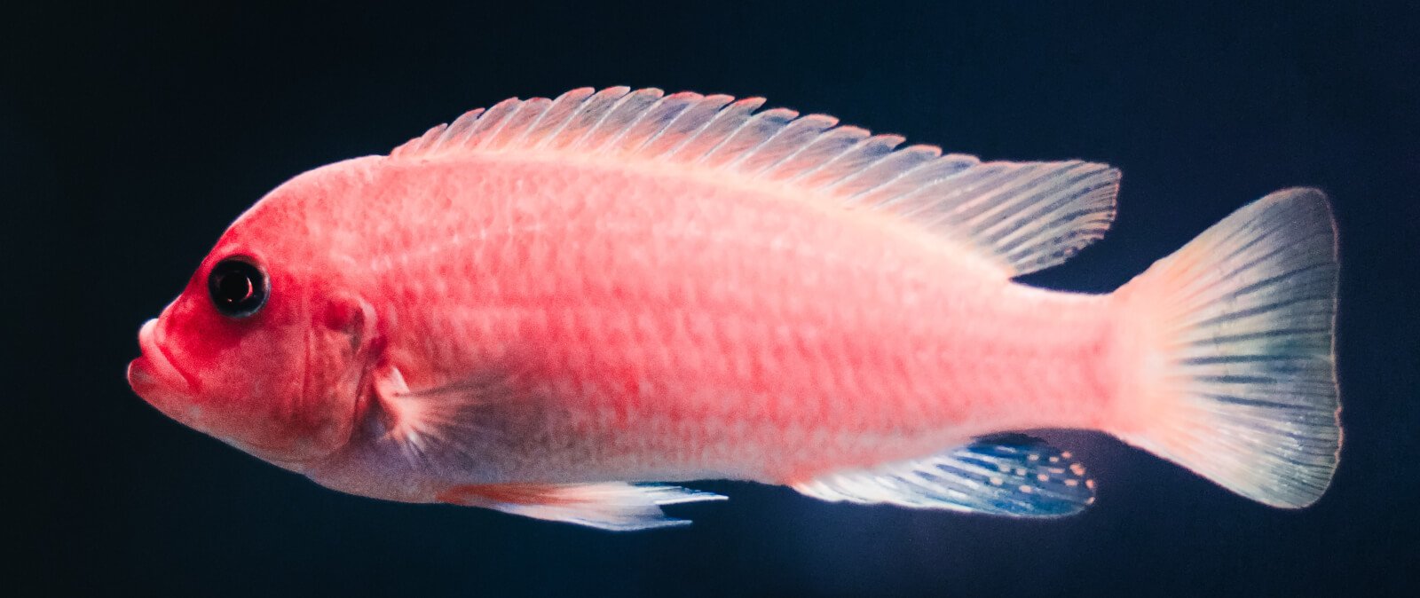 el ritmo de sueno de los peces y los mamiferos terrestres