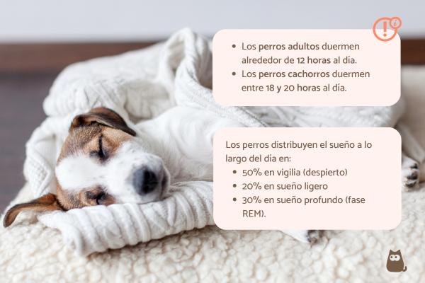 El ritmo del sueño y la respiración del perro al dormir 1 el ritmo del sueno y la respiracion del perro al dormir