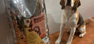 el rol del perro como carnivoro facultativo