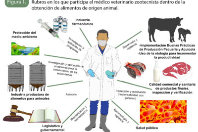 el rol del veterinario en la atencion medica de los animales