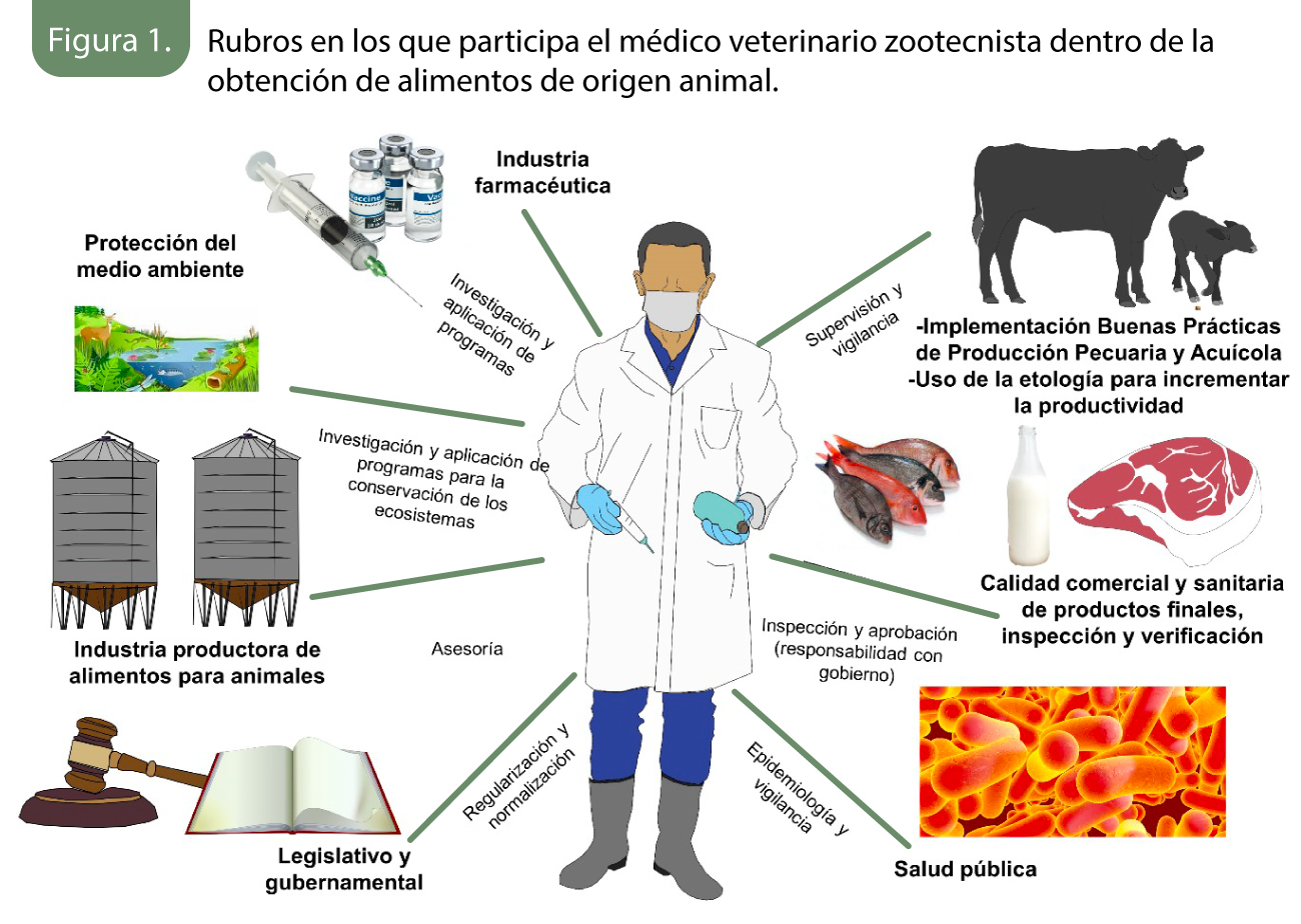 el rol del veterinario en la atencion medica de los animales