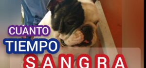 el sangrado despues del parto en perros