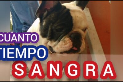 el sangrado despues del parto en perros