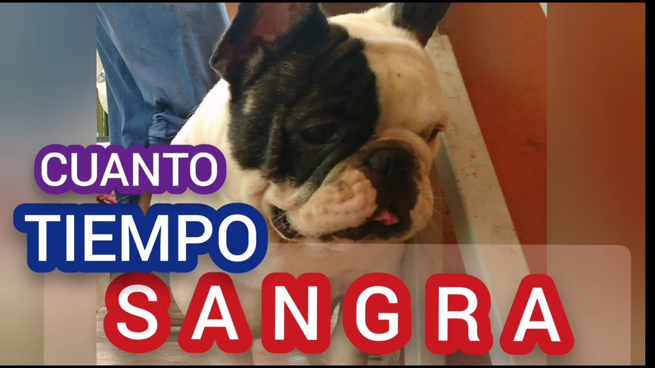el sangrado despues del parto en perros