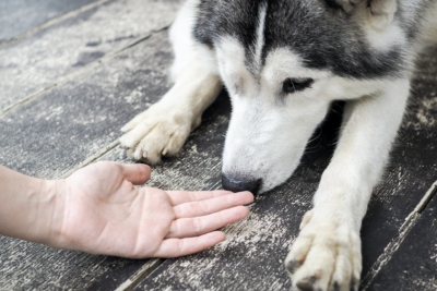 el sentido del olfato del perro