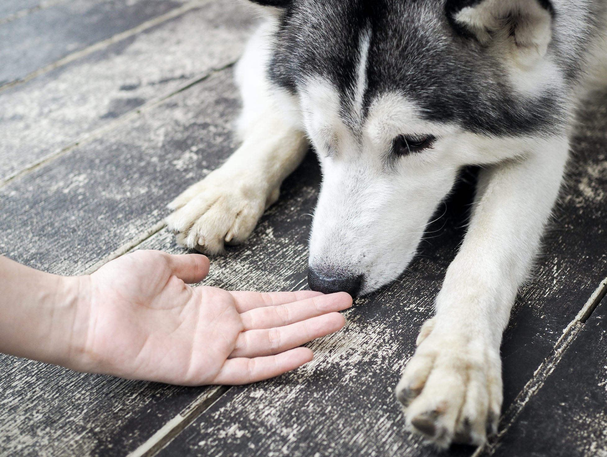 el sentido del olfato del perro