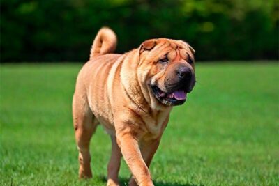 el shar pei un companero especial con un corazon grande