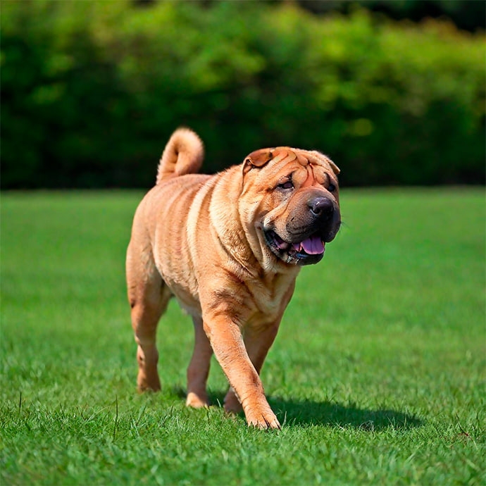 el shar pei un companero especial con un corazon grande