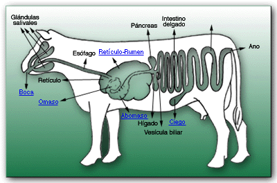 el sistema digestivo de las vacas