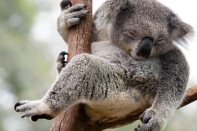 el sueno de los koalas una duracion impresionante