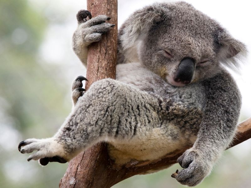 el sueno de los koalas una duracion impresionante