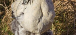 el tamano la altura y el caracter de las gallinas