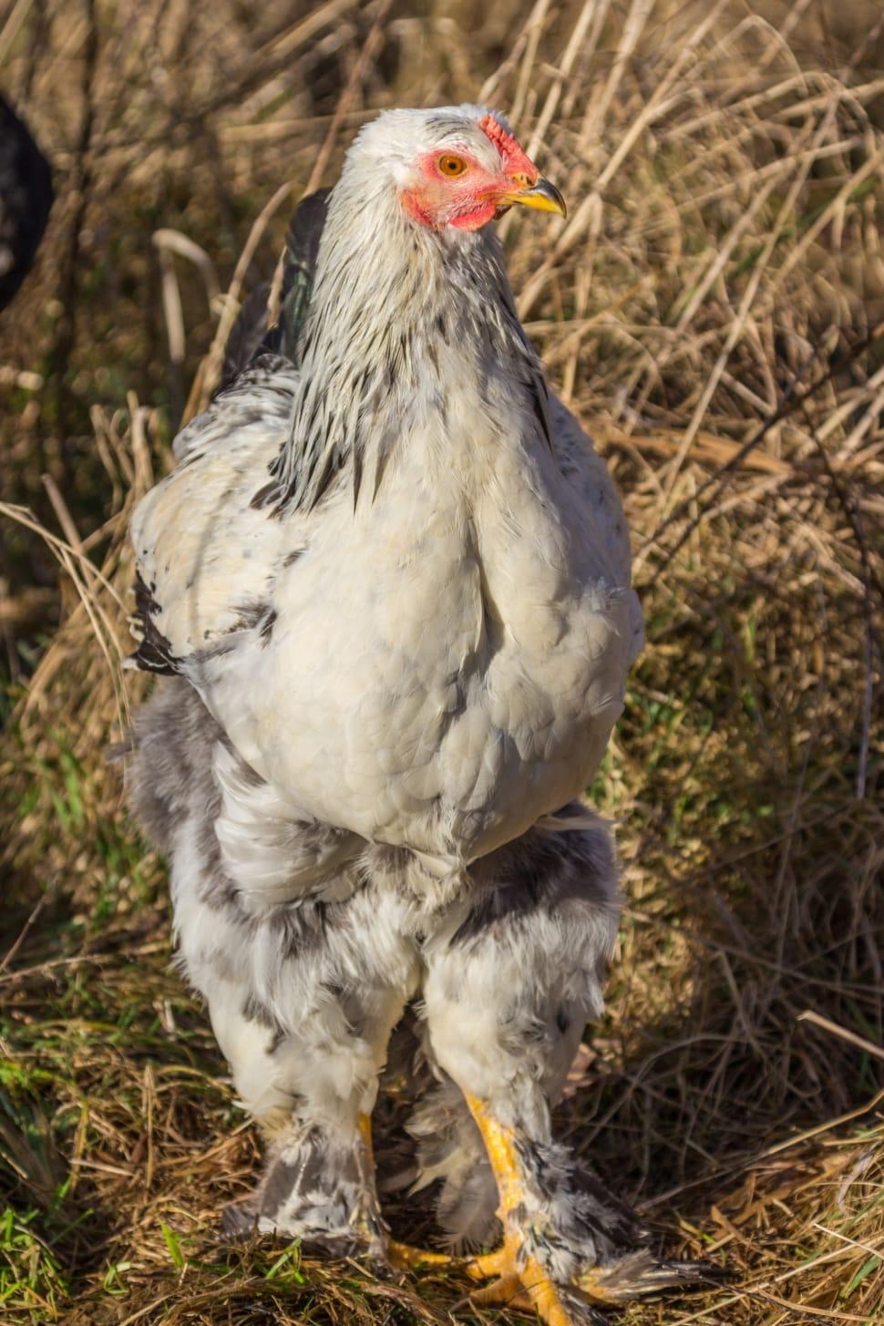 el tamano la altura y el caracter de las gallinas