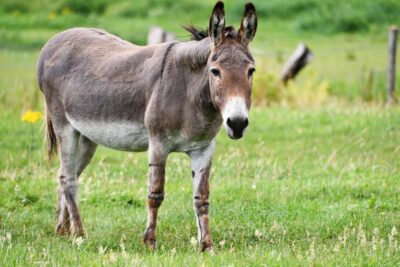 el tiempo de vida de un burro