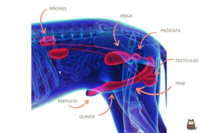 el tratamiento de los problemas de prostata en perros