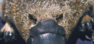 el veneno del ornitorrinco no es mortal pero puede causar dolor en los animales pequenos