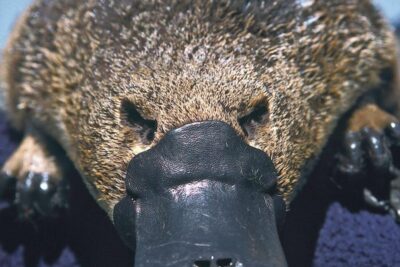 el veneno del ornitorrinco no es mortal pero puede causar dolor en los animales pequenos