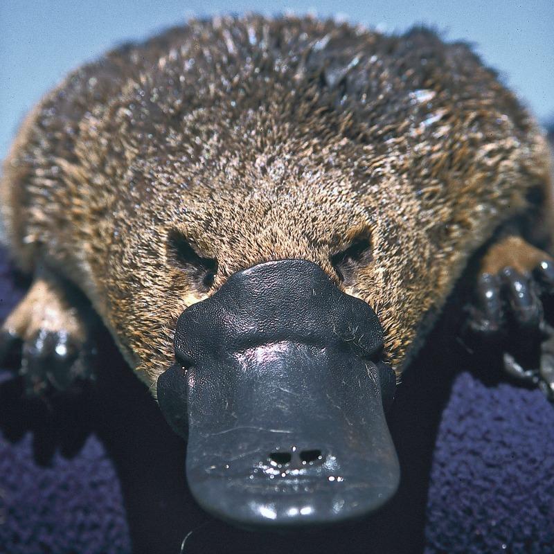 el veneno del ornitorrinco no es mortal pero puede causar dolor en los animales pequenos