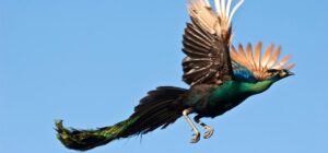 el vuelo y la caminata del pavo real