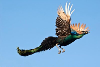 el vuelo y la caminata del pavo real