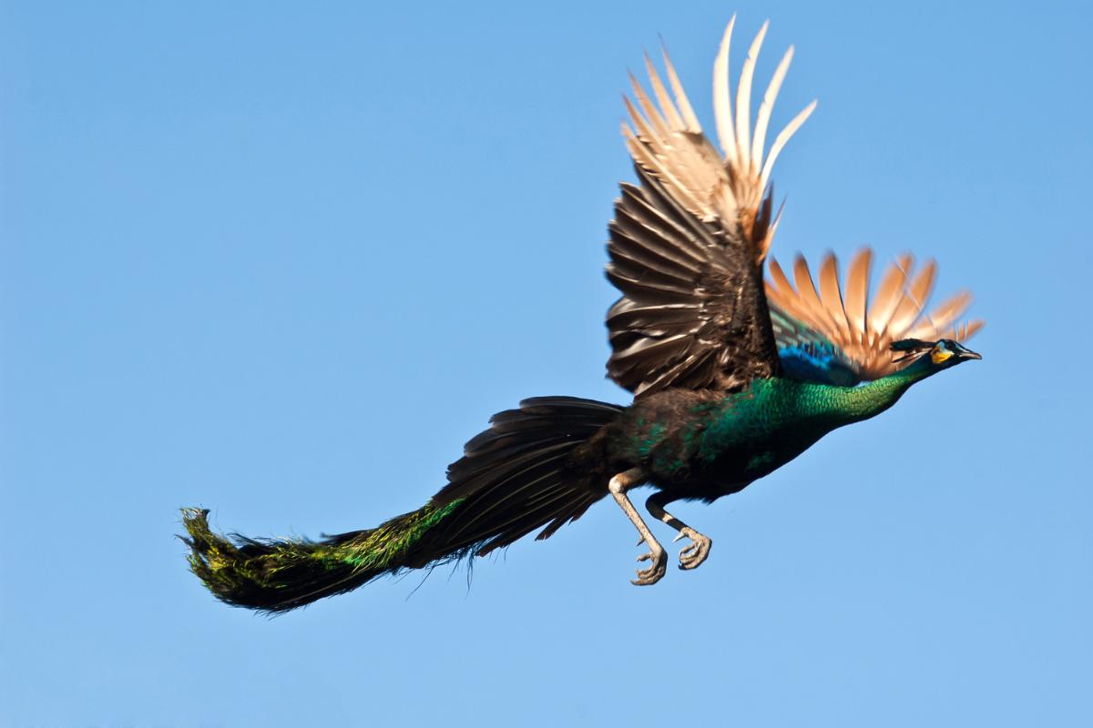 el vuelo y la caminata del pavo real