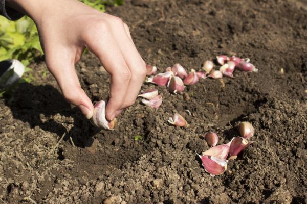 eliminando garrapatas del patio y jardin como evitar infecciones