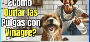 eliminando las pulgas de los perros con vinagre