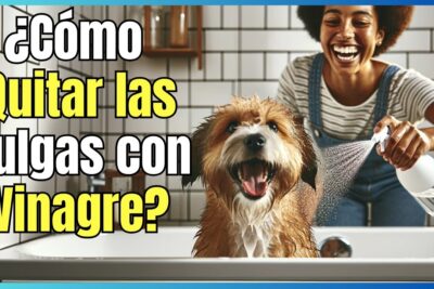 eliminando las pulgas de los perros con vinagre