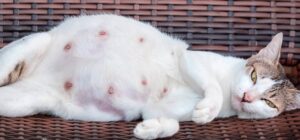 embarazo de una gata